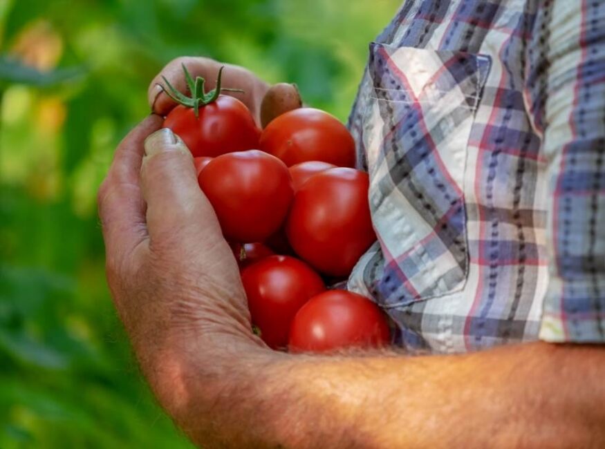 dlaczego sadzonki pomidorów żółkną
